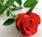 Single Red Rose in Cellophane *Add-On* Basket at Carolyns Gift Creations